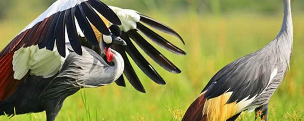 Birding Safaris