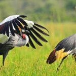 Birding Safaris