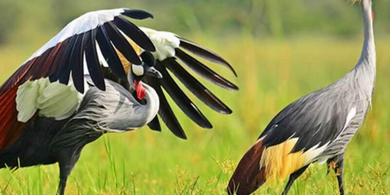 Birding Safaris Birding Safaris