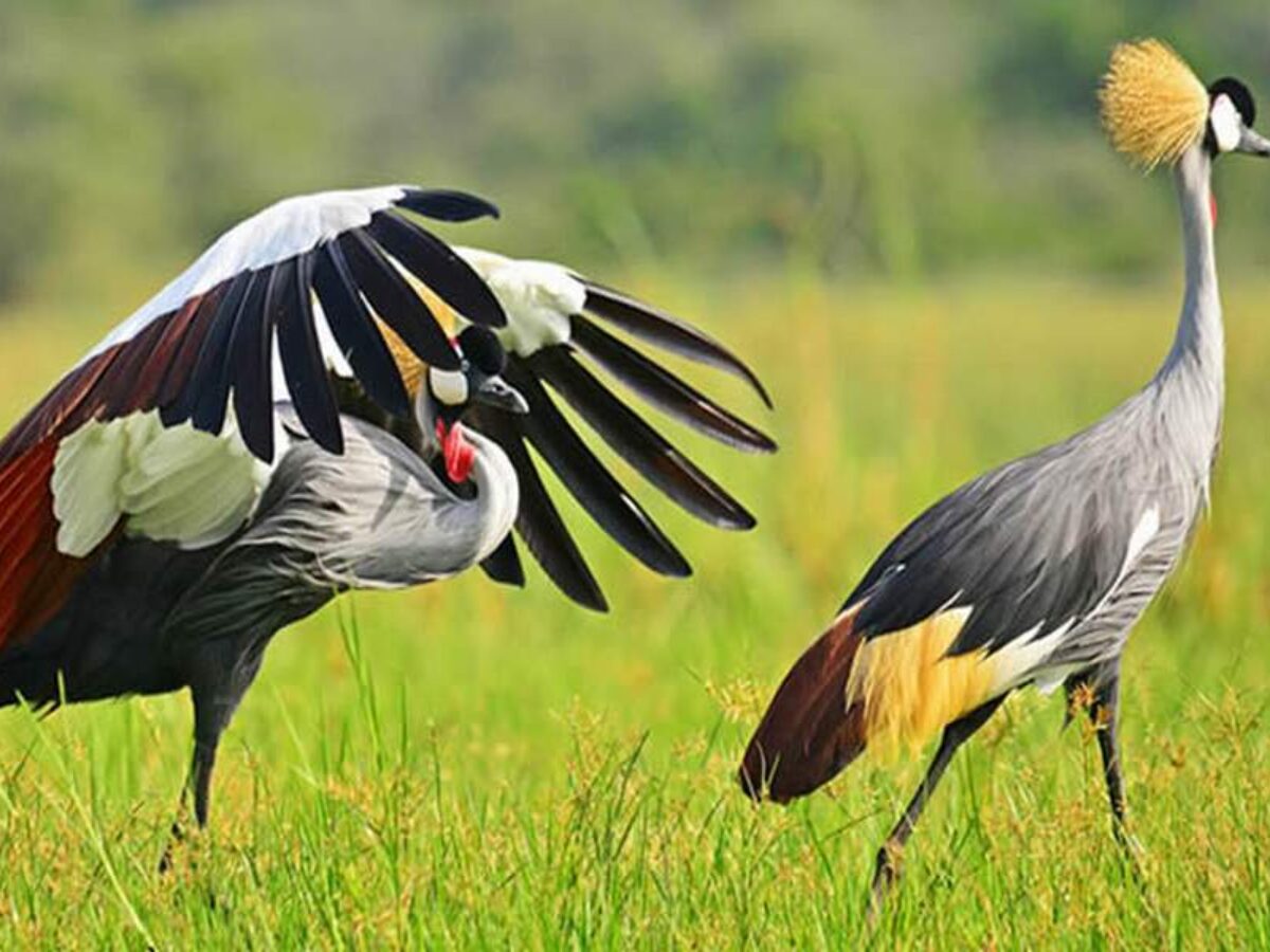 Birding Safaris