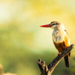 Birding Safaris