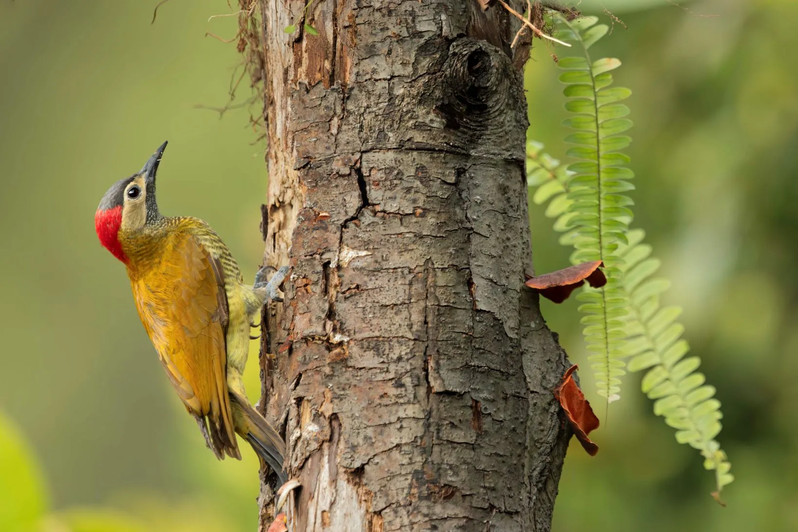 Birding Safaris