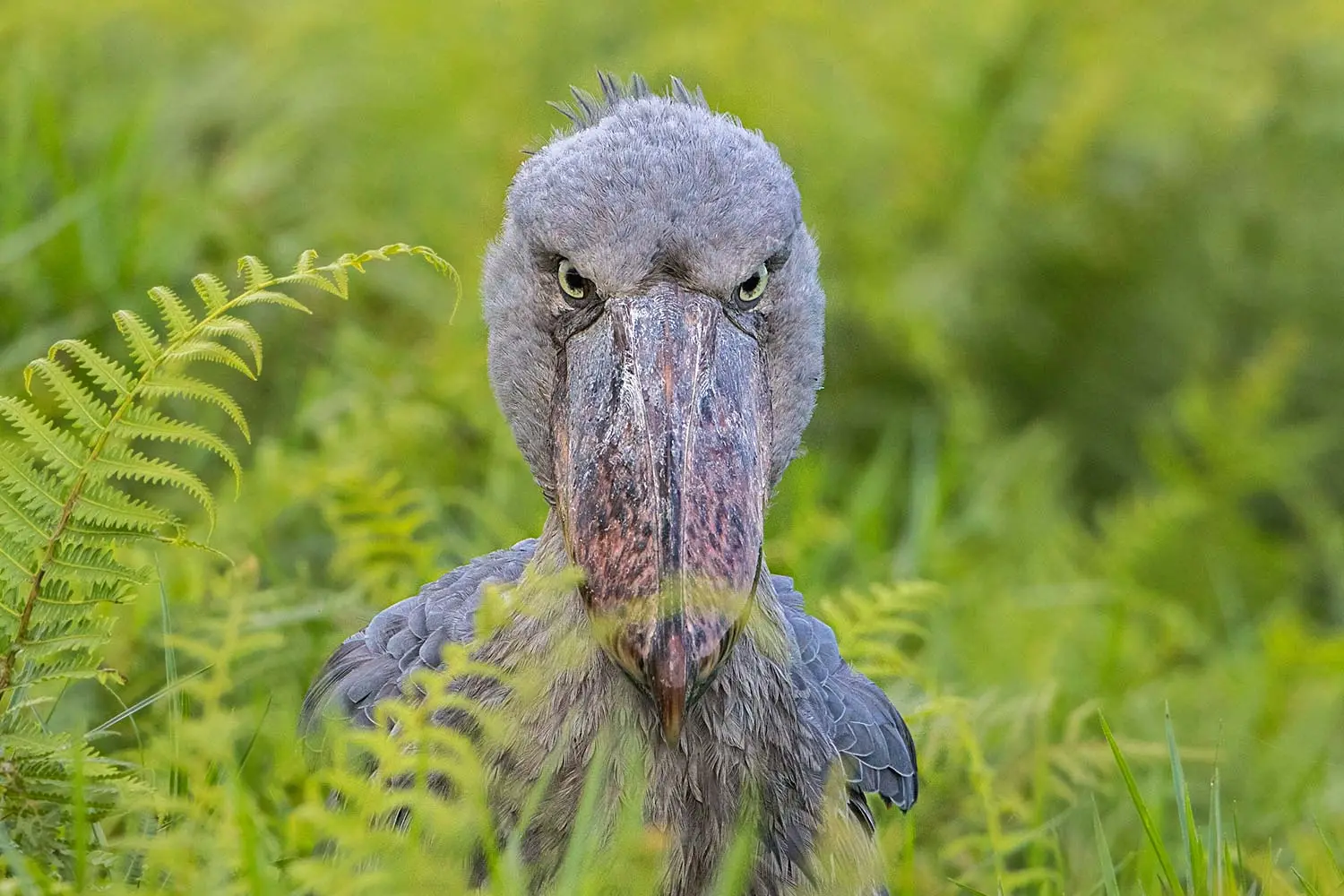 Birding Uganda safari shoebill