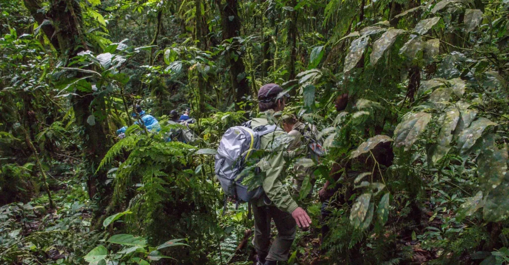 Bwindi Impenetrable Forest National Park