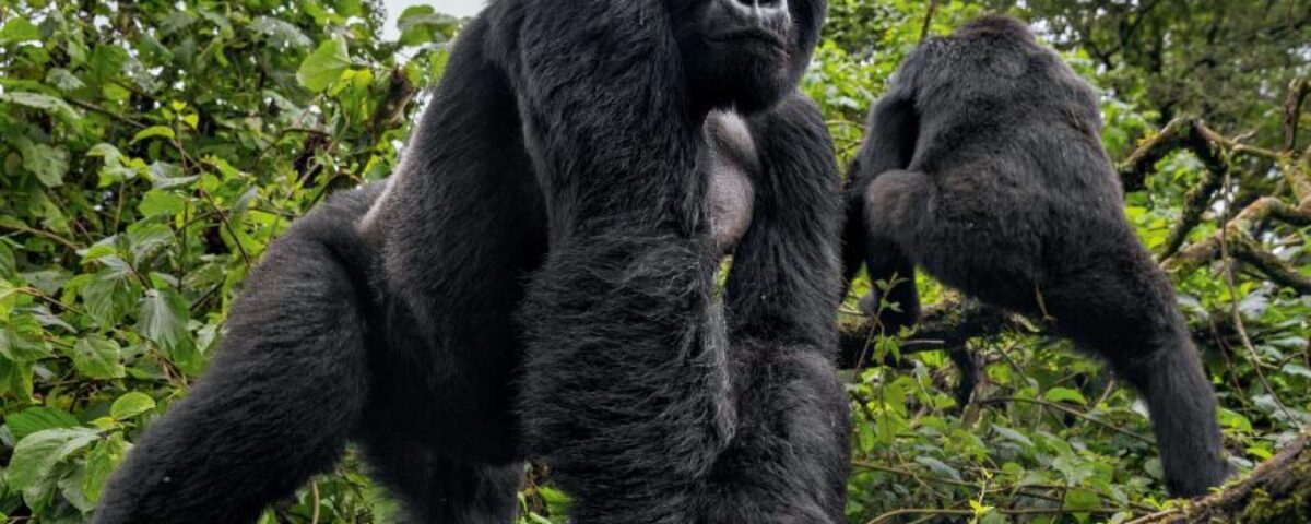 Bwindi Impenetrable Forest National Park