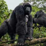 Bwindi Impenetrable Forest National Park