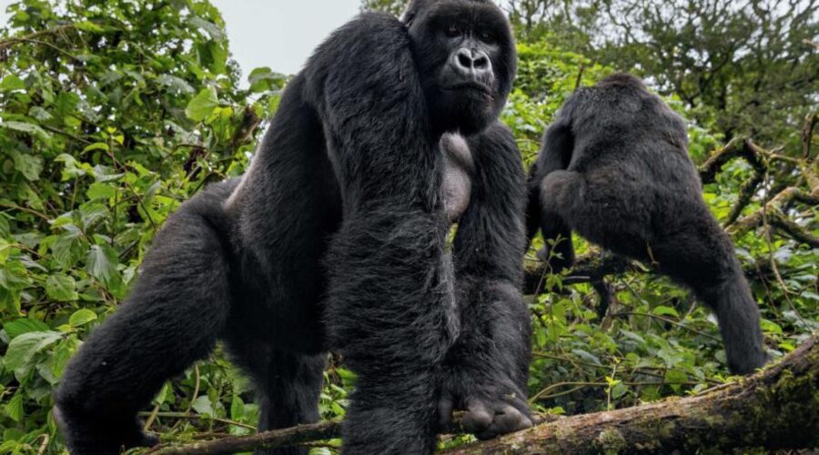 Bwindi Impenetrable Forest National Park