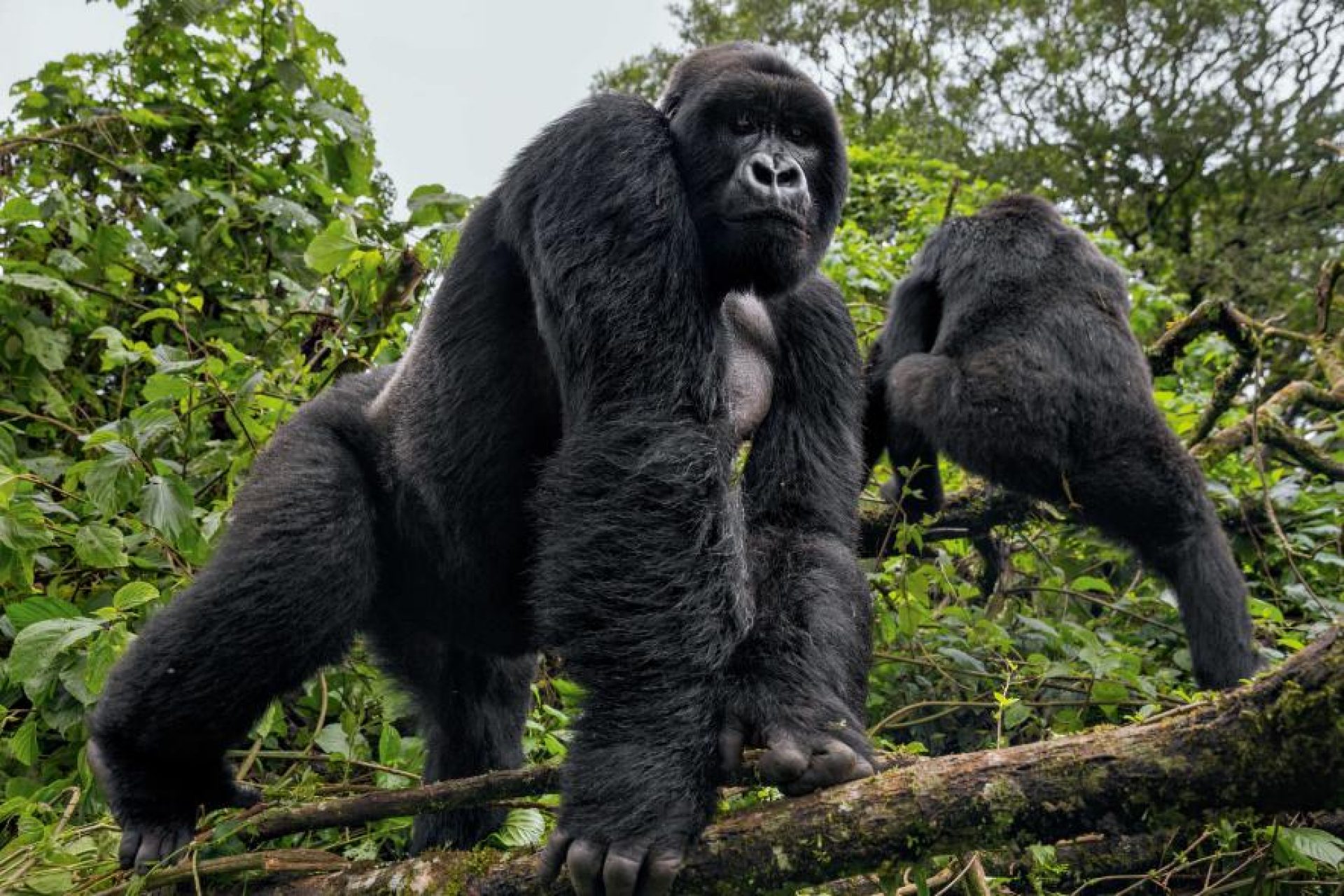Bwindi Impenetrable Forest National Park