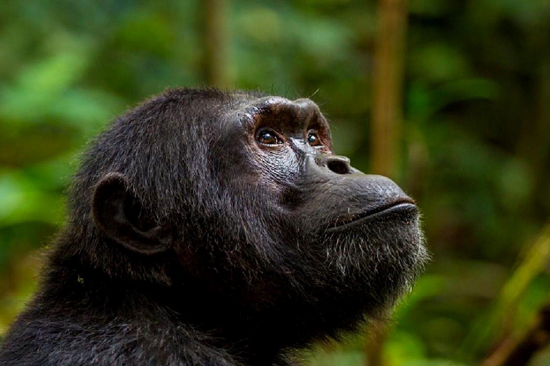 Chimpanzee Habituation Experience in Kibale