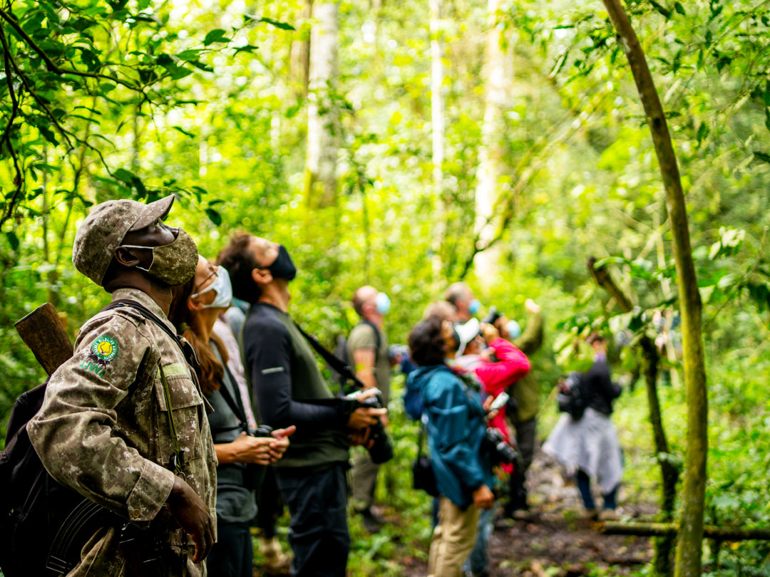 Chimpanzee Tracking Safari