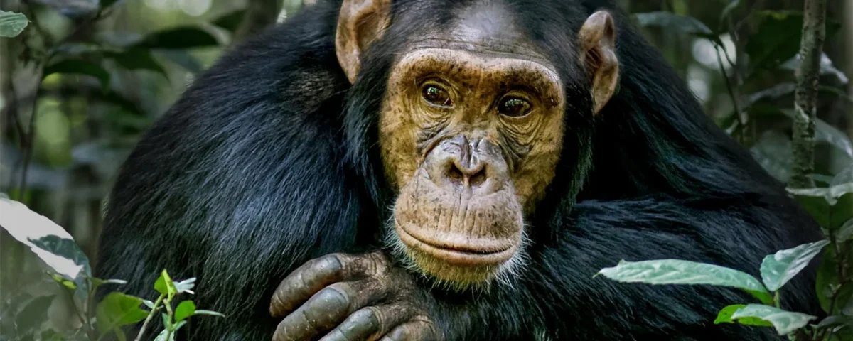 Chimpanzee Tracking Safaris