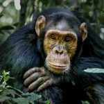 Chimpanzee Tracking Safaris