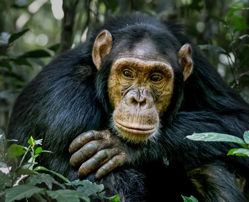Chimpanzee Tracking Safaris