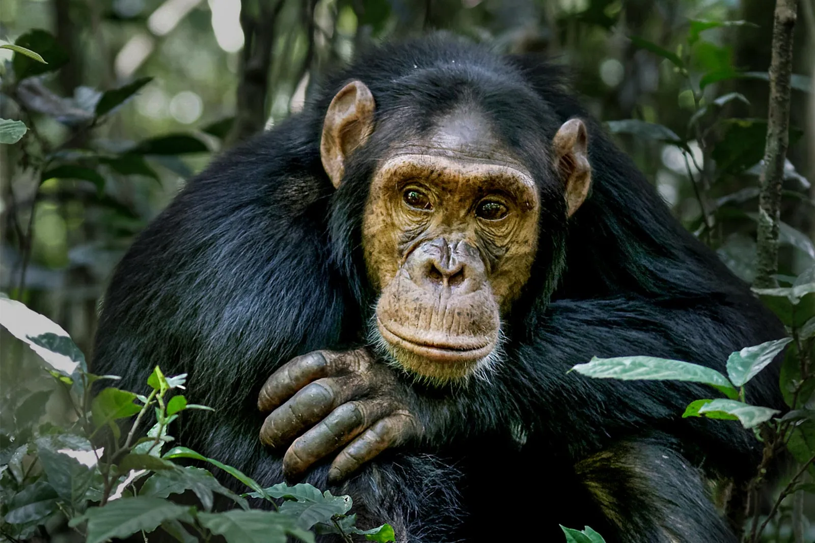 Chimpanzee Tracking Safaris