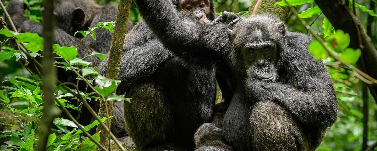 Chimpanzee Trekking In Uganda