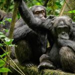 Chimpanzee Trekking In Uganda