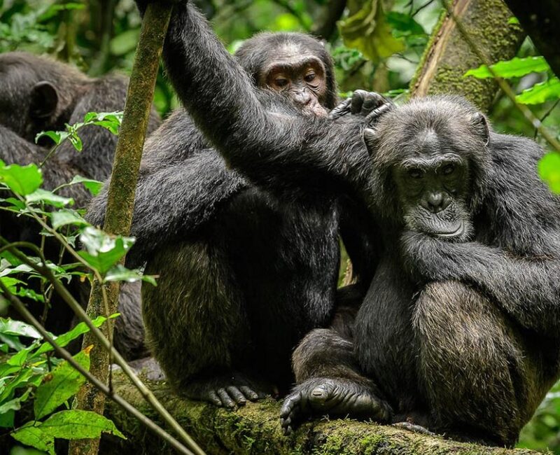 Chimpanzee Trekking In Uganda