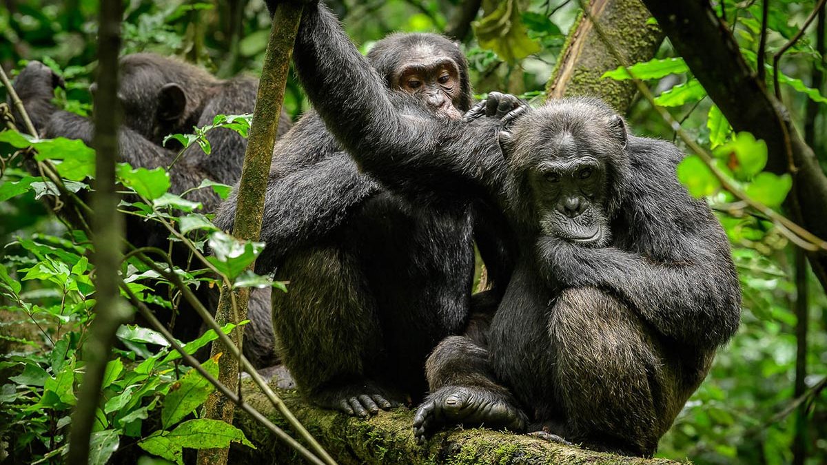 Chimpanzee Trekking In Uganda