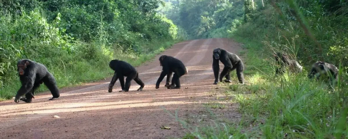 Chimpanzee trekking Uganda