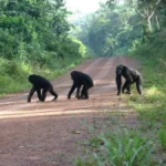 Chimpanzee trekking Uganda