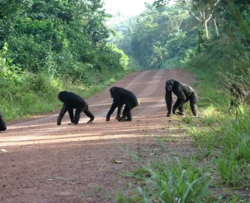 Chimpanzee trekking Uganda