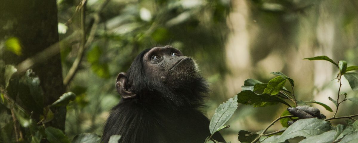 Eco Adventure Uganda Safaris