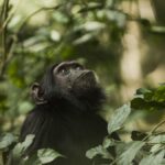 Eco Adventure Uganda Safaris