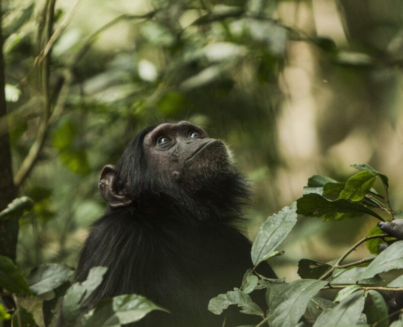 Eco Adventure Uganda Safaris