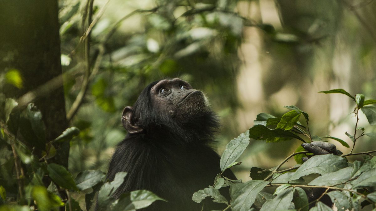 Eco Adventure Uganda Safaris