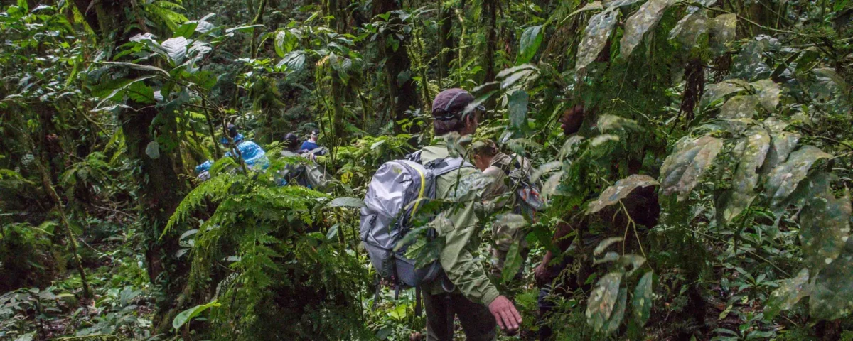 Envubu African Safaris for Uganda Gorilla Trekking Safaris