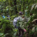 Envubu African Safaris for Uganda Gorilla Trekking Safaris