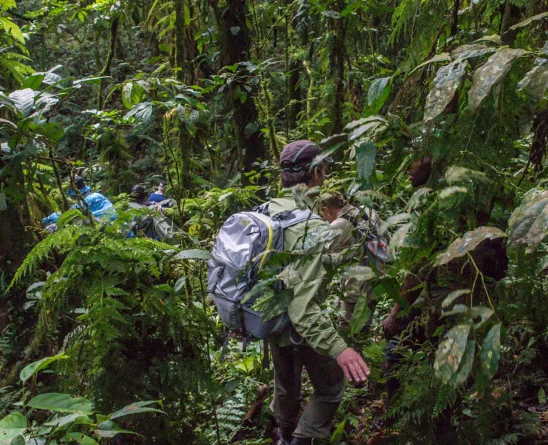 Envubu African Safaris for Uganda Gorilla Trekking Safaris