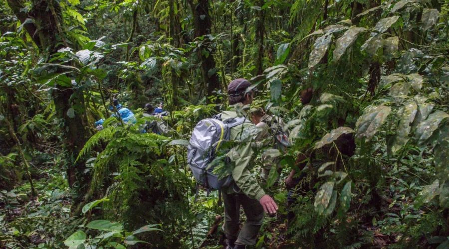 Envubu African Safaris for Uganda Gorilla Trekking Safaris