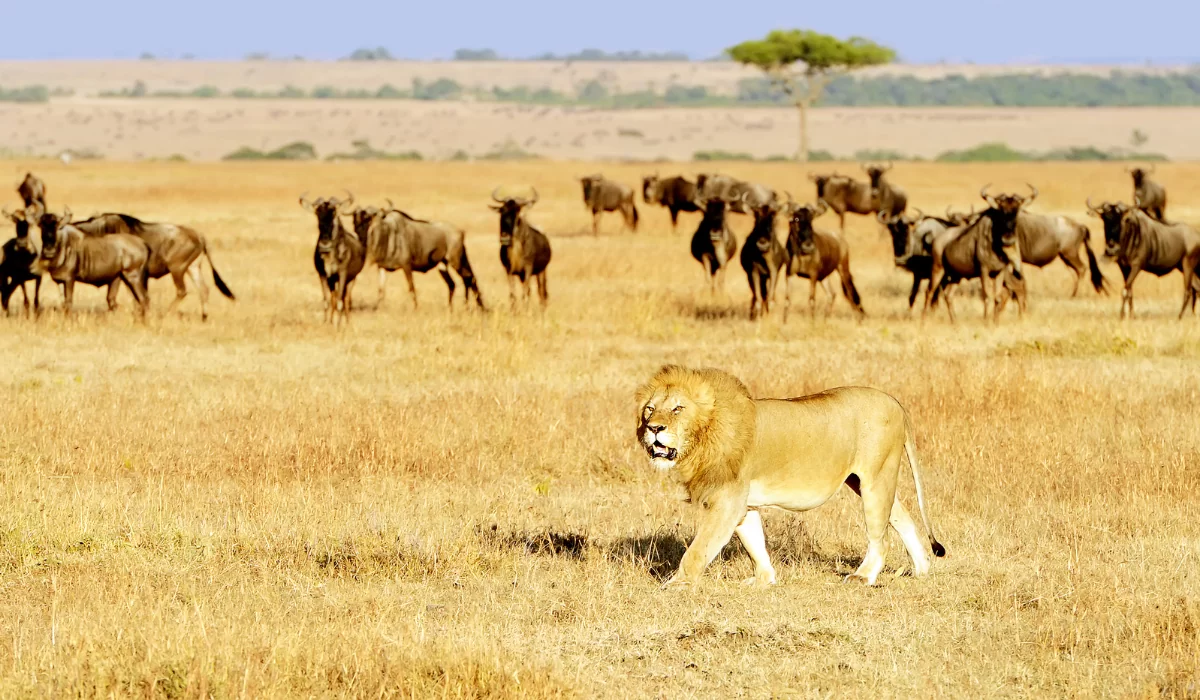 Explorer Safari