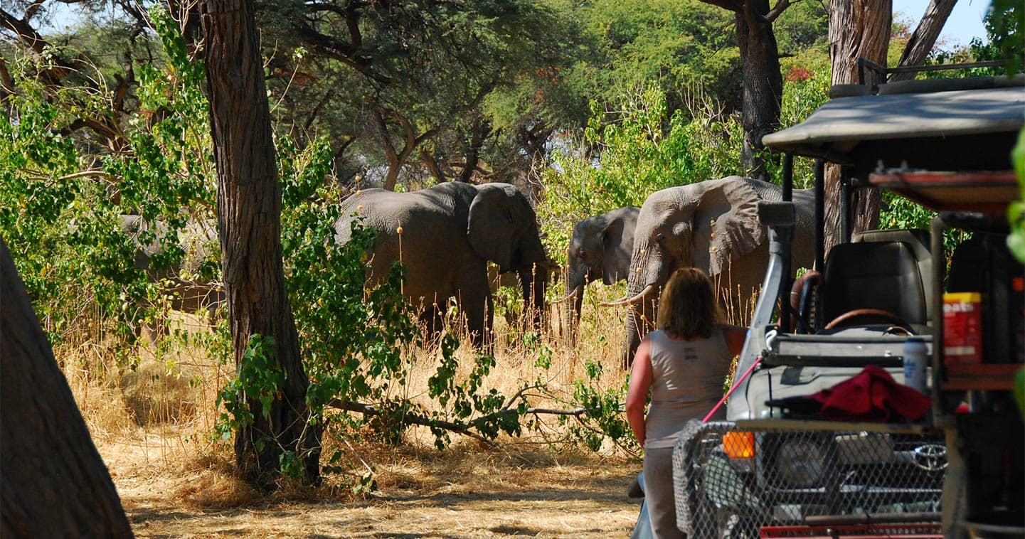 Game Drive Safari