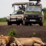 Game Drives Safaris