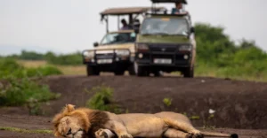 Game Drives Safaris