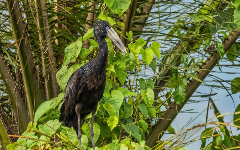 Gishwati-Mukura National Park