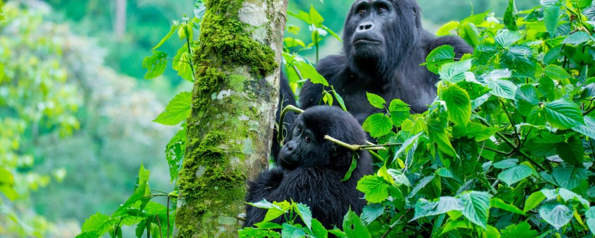 Gorilla Safaris