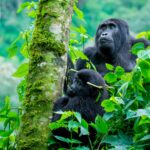Gorilla Safaris