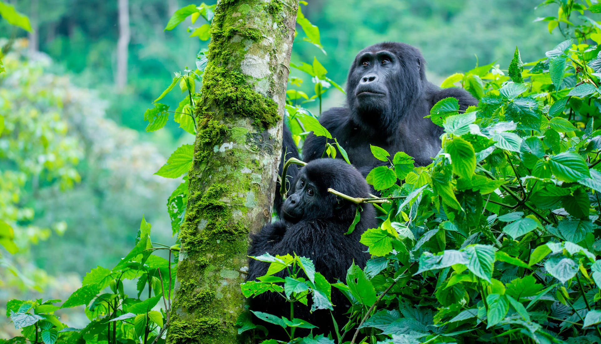 Gorilla Safaris