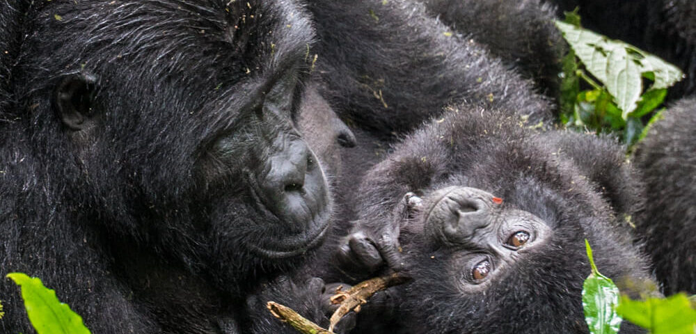 Gorilla Trekking