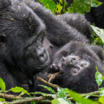Gorilla Trekking