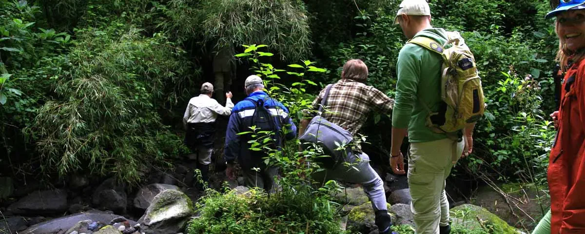 Gorilla Trekking Experience