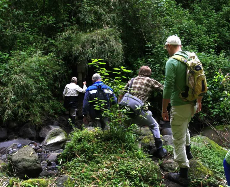 Gorilla Trekking Experience