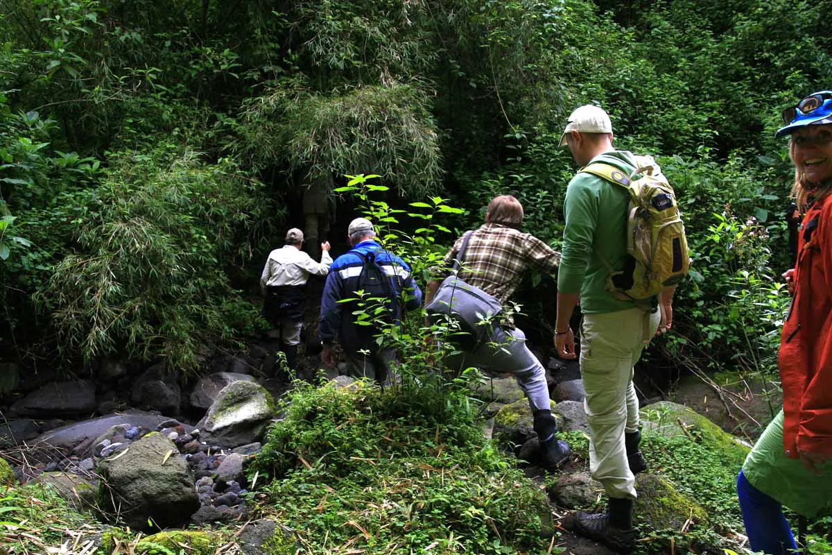 Gorilla Trekking Experience