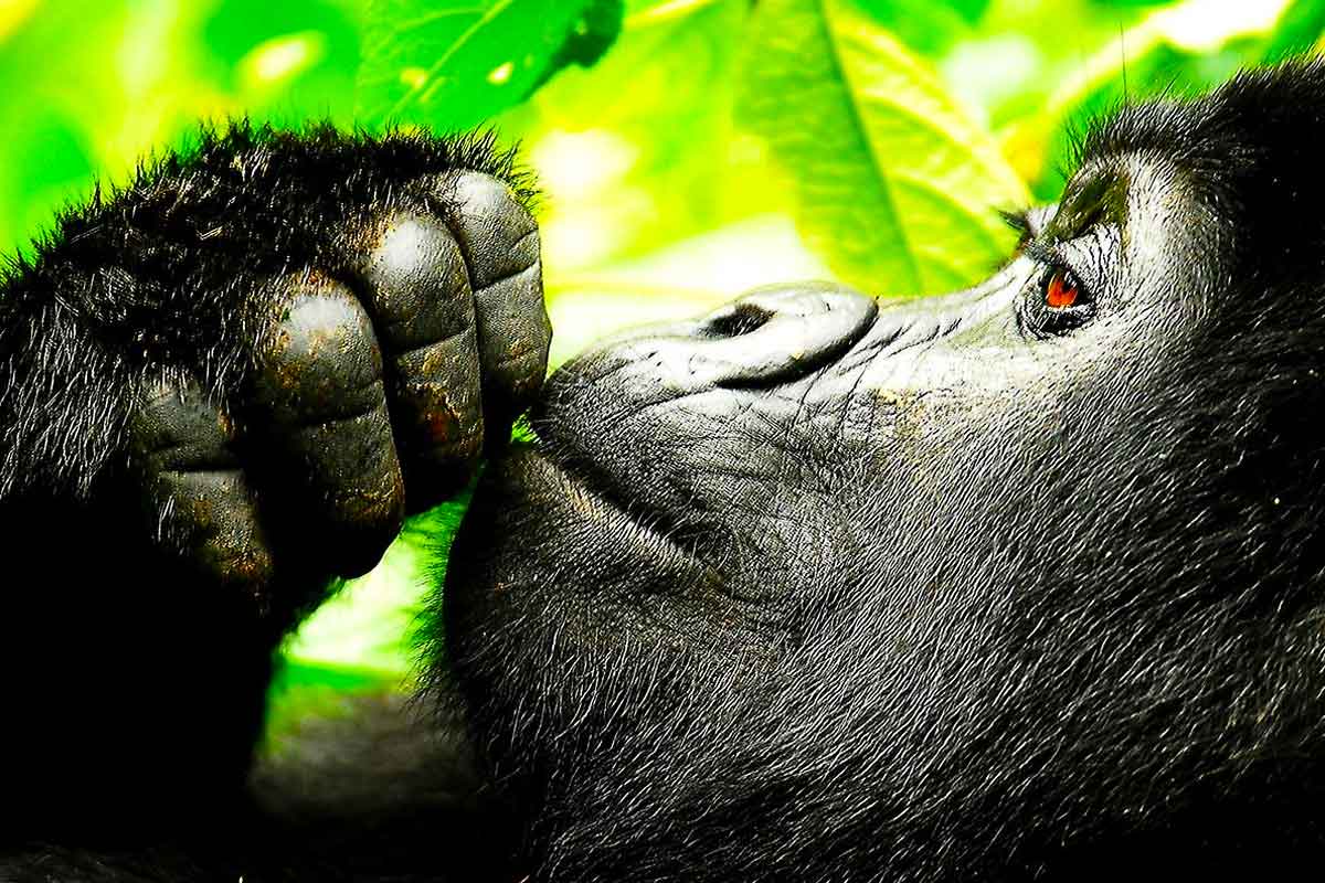 Gorilla Trekking In Uganda