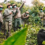 Gorilla Trekking Safari