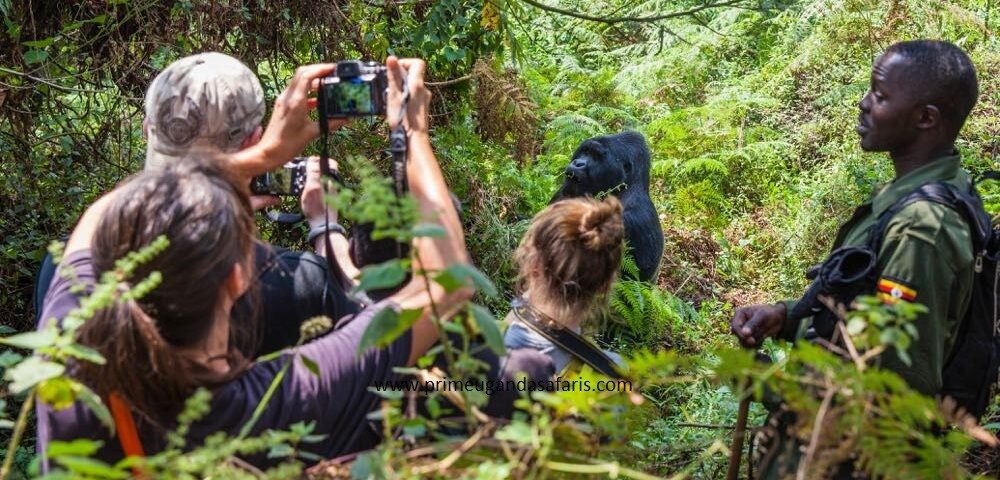 Gorilla Trekking Safaris