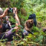 Gorilla Trekking Safaris